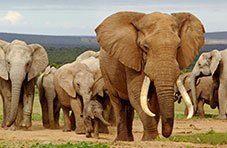 African elephant walking through the bush
